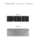 SYSTEMS AND METHODS FOR PARTICLE FOCUSING IN MICROCHANNELS diagram and image