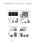 MARKER AND TARGET FOR RESPONSIVENESS AND RESISTANCE TO CANCER AGENTS diagram and image