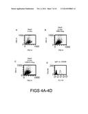 Combination of FcgammaRIIB-Specific Antibodies and CD20-Specific     Antibodies and Methods of Use Thereof diagram and image