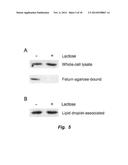 MITIGATION OF DISEASE BY INHIBITION OF GALECTIN-12 diagram and image