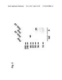 Immune Modulation Via C-Type Lectin diagram and image