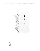 Immune Modulation Via C-Type Lectin diagram and image