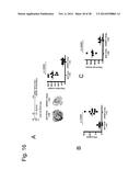 Immune Modulation Via C-Type Lectin diagram and image