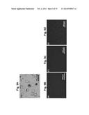 ANTI-CANCER NANOPARTICLE COMPOSITIONS AND METHODS OF USE diagram and image