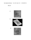 LIQUID MEDIUM AND SAMPLE VIAL FOR USE IN A METHOD FOR DETECTING CANCEROUS     CELLS IN A CELL SAMPLE diagram and image