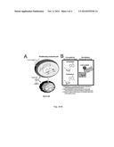 NON-NATURAL NUCLEOSIDES AS THERANOSTIC AGENTS diagram and image