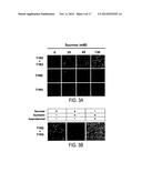 METHODS OF SCREENING T1R1/T1R3 RECEPTORS FOR COMPOUNDS THAT MODULATE UMAMI     TASTE SIGNALING diagram and image