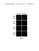 METHODS OF SCREENING T1R1/T1R3 RECEPTORS FOR COMPOUNDS THAT MODULATE UMAMI     TASTE SIGNALING diagram and image