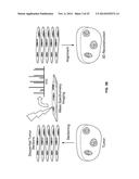 METABOLIC FLUX MEASUREMENT, IMAGING AND MICROSCOPY diagram and image