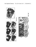 METABOLIC FLUX MEASUREMENT, IMAGING AND MICROSCOPY diagram and image