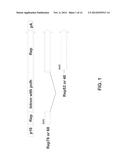 EXPRESSION IN INSECT CELLS OF GENES WITH OVERLAPPING OPEN READING FRAMES,     METHODS AND COMPOSITIONS THEREFOR diagram and image