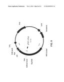 EXPRESSION IN INSECT CELLS OF GENES WITH OVERLAPPING OPEN READING FRAMES,     METHODS AND COMPOSITIONS THEREFOR diagram and image