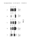 EXPRESSION IN INSECT CELLS OF GENES WITH OVERLAPPING OPEN READING FRAMES,     METHODS AND COMPOSITIONS THEREFOR diagram and image