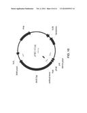 EXPRESSION IN INSECT CELLS OF GENES WITH OVERLAPPING OPEN READING FRAMES,     METHODS AND COMPOSITIONS THEREFOR diagram and image