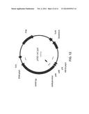 EXPRESSION IN INSECT CELLS OF GENES WITH OVERLAPPING OPEN READING FRAMES,     METHODS AND COMPOSITIONS THEREFOR diagram and image