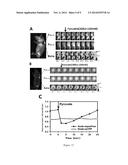 Nicotinamide Adenine Dinucleotide Gene Encoding Fluorescent Probe,     Preparation Method Therefor and Application Thereof diagram and image