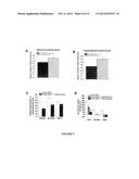 TUBULIN-INTERACTING PROTEIN, CALTUBIN, PROMOTES AXONAL GROWTH diagram and image