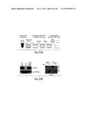 Small Molecule Inhibitors of Ebola and Lassa Fever Viruses diagram and image