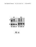 DIAGNOSIS AND TREATMENT OF TAXANE-RESISTANT CANCERS diagram and image