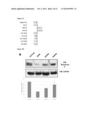 PREDICTIVE MARKER OF DNMT1 INHIBITOR THERAPEUTIC EFFICACY AND METHODS OF     USING THE MARKER diagram and image