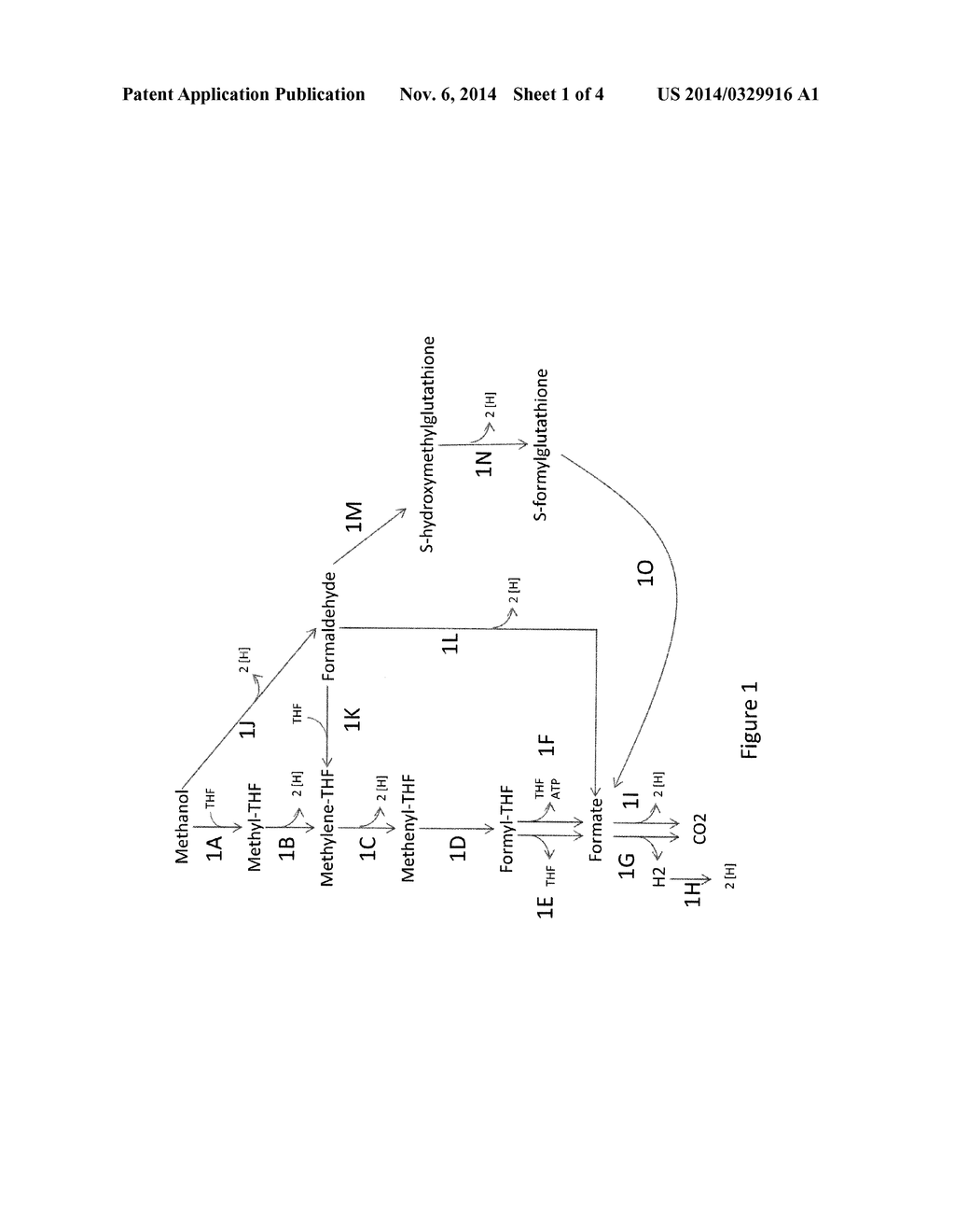 MICROORGANISMS AND METHODS FOR ENHANCING THE AVAILABILITY OF REDUCING     EQUIVALENTS IN THE PRESENCE OF METHANOL, AND FOR PRODUCING ADIPATE,     6-AMINOCAPROATE, HEXAMETHYLENEDIAMINE OR CAPROLACTAM RELATED THERETO - diagram, schematic, and image 02