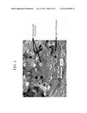 PLANT DERIVED PLASTIC BLEND AND A METHOD OF MANUFACTURING THE SAME diagram and image