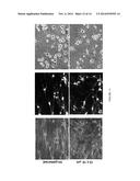 SCAFFOLDS FOR TISSUES AND USES THEREOF diagram and image