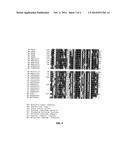 DOMINANT NEGATIVE MUTANT KRP PROTEIN PROTECTION OF ACTIVE CYCLIN-CDK     COMPLEX INHIBITION BY WILD-TYPE KRP diagram and image