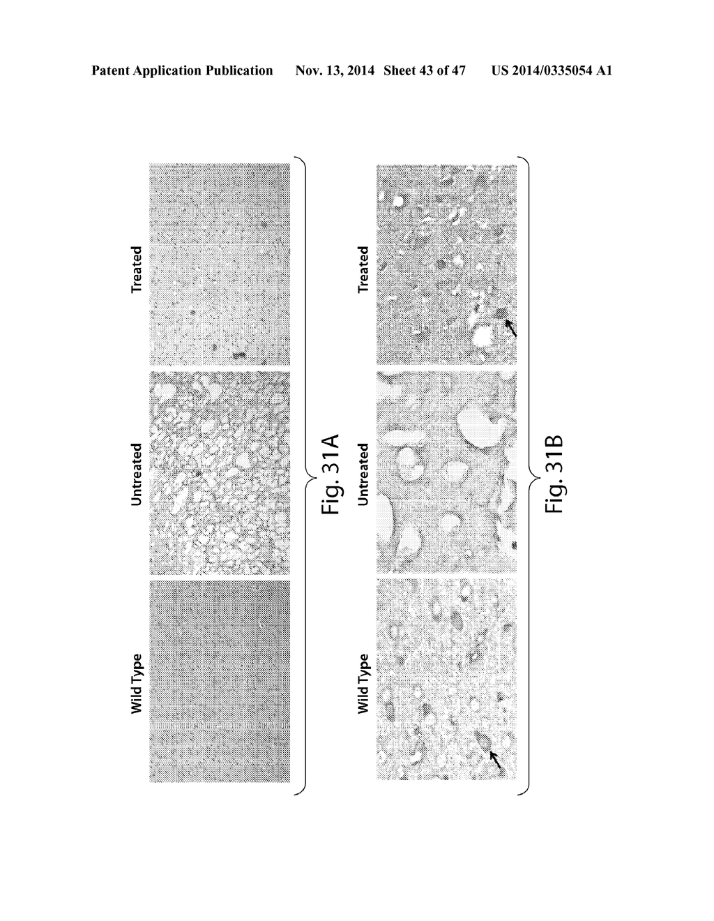 CNS TARGETING AAV VECTORS AND METHODS OF USE THEREOF - diagram, schematic, and image 44