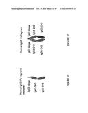 IMMUNOGLOBULIN CONSTANT REGION FC RECEPTOR BINDING AGENTS diagram and image