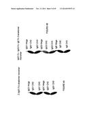 IMMUNOGLOBULIN CONSTANT REGION FC RECEPTOR BINDING AGENTS diagram and image