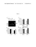 HYR1 AS A TARGET FOR ACTIVE AND PASSIVE IMMUNIZATION AGAINST CANDIDA diagram and image