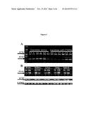 HYR1 AS A TARGET FOR ACTIVE AND PASSIVE IMMUNIZATION AGAINST CANDIDA diagram and image