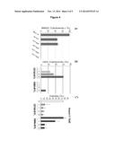 ATTENUATED AND ADAPTED STRAIN OF PSEUDOMONAS FOR DELIVERING ANTIGENS diagram and image