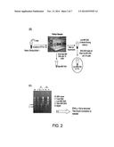 METHOD OF TUMOR SCREENING diagram and image