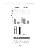 PURIFICATION OF STEM CELL-DERIVED CARDIOMYOCYTES USING MOLECULAR BEACONS     TARGETING CARDIOMYOCYTE SPECIFIC mRNA diagram and image