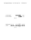 POLYPEPTIDES TARGETING GLYCOSYLATED MUC2 PROTEINS, METHODS OF SYNTHESIS,     THEIR NUCLEIC ACIDS AND USES THEREOF diagram and image