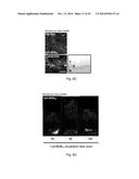 POLYPEPTIDES TARGETING GLYCOSYLATED MUC2 PROTEINS, METHODS OF SYNTHESIS,     THEIR NUCLEIC ACIDS AND USES THEREOF diagram and image