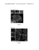 POLYPEPTIDES TARGETING GLYCOSYLATED MUC2 PROTEINS, METHODS OF SYNTHESIS,     THEIR NUCLEIC ACIDS AND USES THEREOF diagram and image