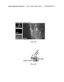 POLYPEPTIDES TARGETING GLYCOSYLATED MUC2 PROTEINS, METHODS OF SYNTHESIS,     THEIR NUCLEIC ACIDS AND USES THEREOF diagram and image