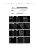 POLYPEPTIDES TARGETING GLYCOSYLATED MUC2 PROTEINS, METHODS OF SYNTHESIS,     THEIR NUCLEIC ACIDS AND USES THEREOF diagram and image