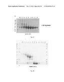 POLYPEPTIDES TARGETING GLYCOSYLATED MUC2 PROTEINS, METHODS OF SYNTHESIS,     THEIR NUCLEIC ACIDS AND USES THEREOF diagram and image