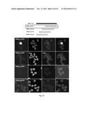 POLYPEPTIDES TARGETING GLYCOSYLATED MUC2 PROTEINS, METHODS OF SYNTHESIS,     THEIR NUCLEIC ACIDS AND USES THEREOF diagram and image