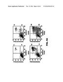 TARGETING EN2, PAX2, AND/OR DEFB1 FOR TREATMENT OF PROSTATE CONDITIONS diagram and image