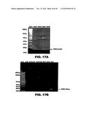 TARGETING EN2, PAX2, AND/OR DEFB1 FOR TREATMENT OF PROSTATE CONDITIONS diagram and image