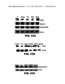 TARGETING EN2, PAX2, AND/OR DEFB1 FOR TREATMENT OF PROSTATE CONDITIONS diagram and image