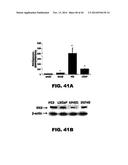 TARGETING EN2, PAX2, AND/OR DEFB1 FOR TREATMENT OF PROSTATE CONDITIONS diagram and image