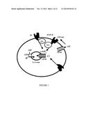 Method For Treatment Of Macular Degeneration By Modulating P2Y12 or P2X7     Receptors diagram and image