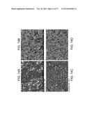 POROUS CERAMIC ARTICLE AND METHOD OF MANUFACTURING THE SAME diagram and image