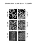 POROUS CERAMIC ARTICLE AND METHOD OF MANUFACTURING THE SAME diagram and image